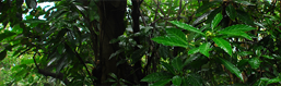 Imagen del curso Biodiversidad en Estudios de Impacto Ambiental (BEIA)